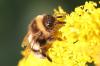 Bombus sp.